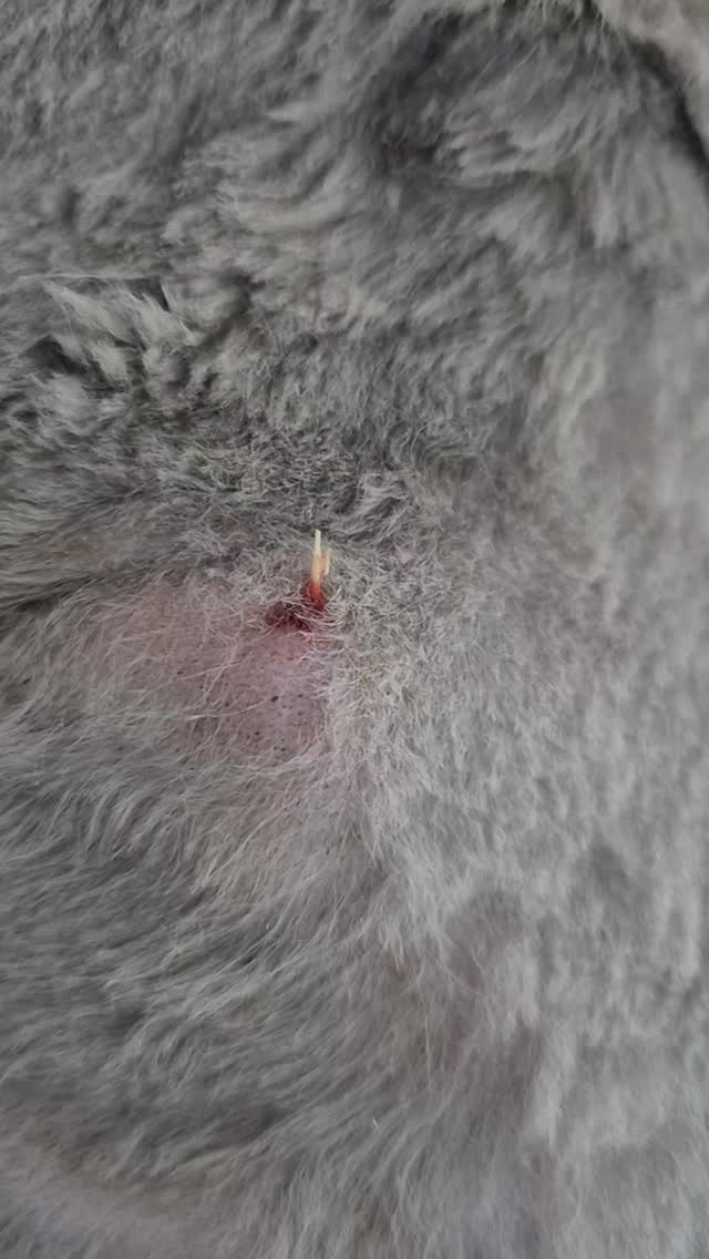 📢 Faites attention aux épillets 🌾penda...