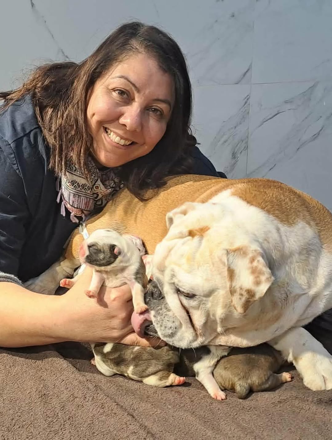 Notre belle césarienne .bulldog anglais...