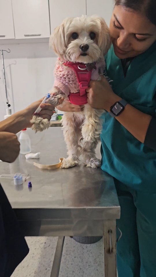 Chaque animal qui entre chez nous .. por...