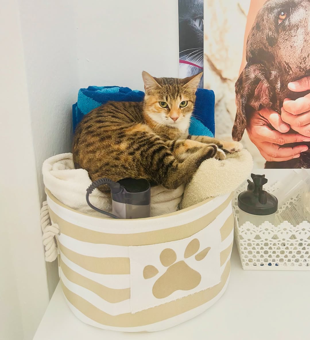 The love language of Nasnoussa be like...