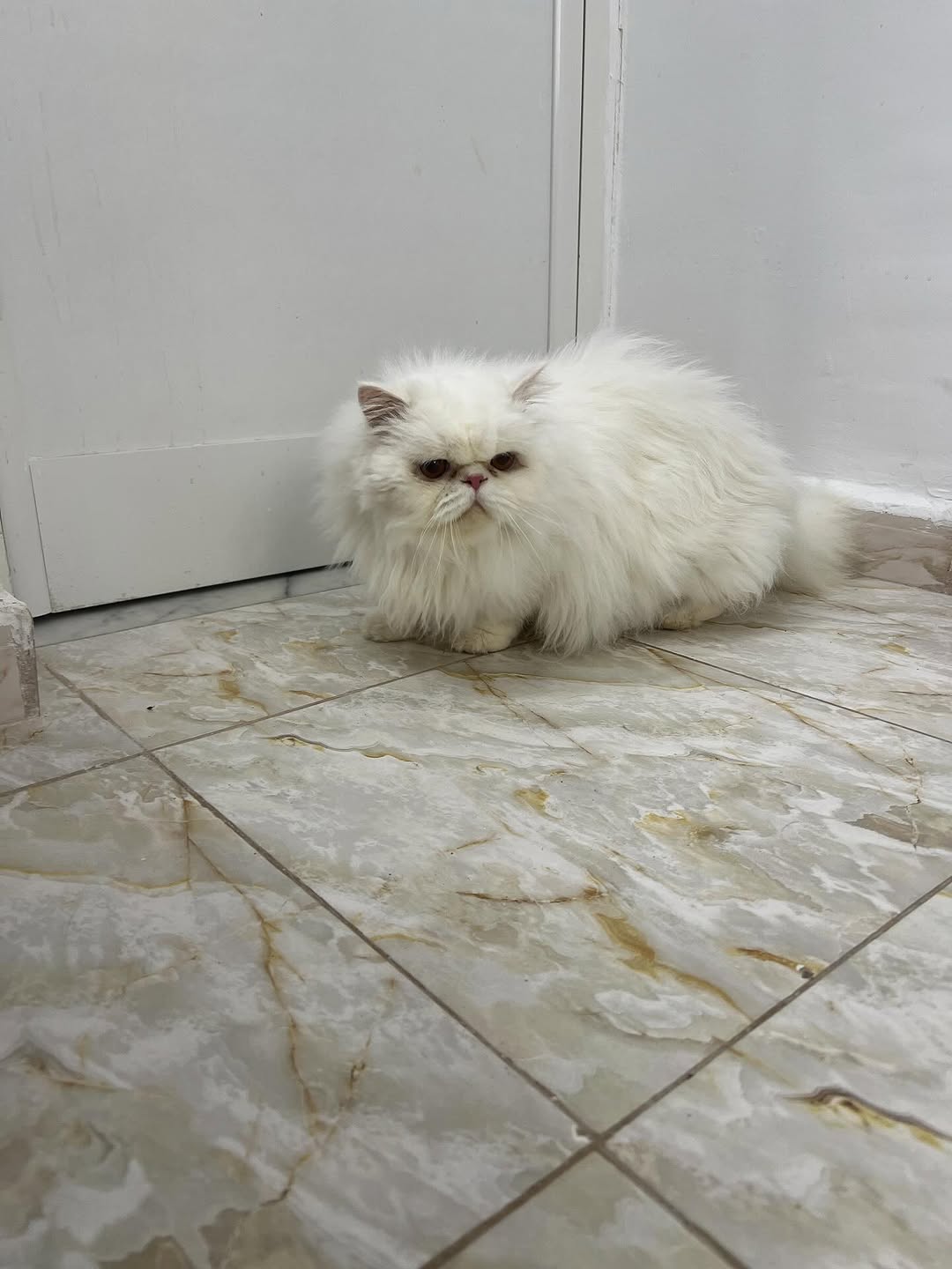 Avant ➡️ Après
Quand un bon toilettage c...