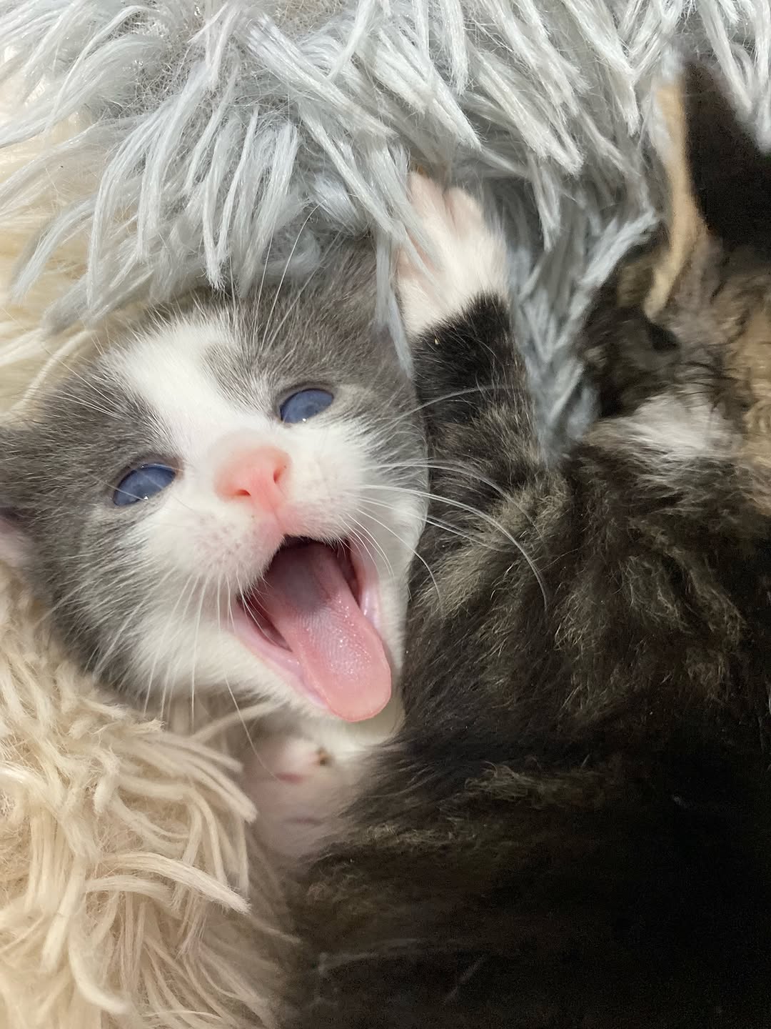 Cuteness overload ♥️ #animal #pet #pets...