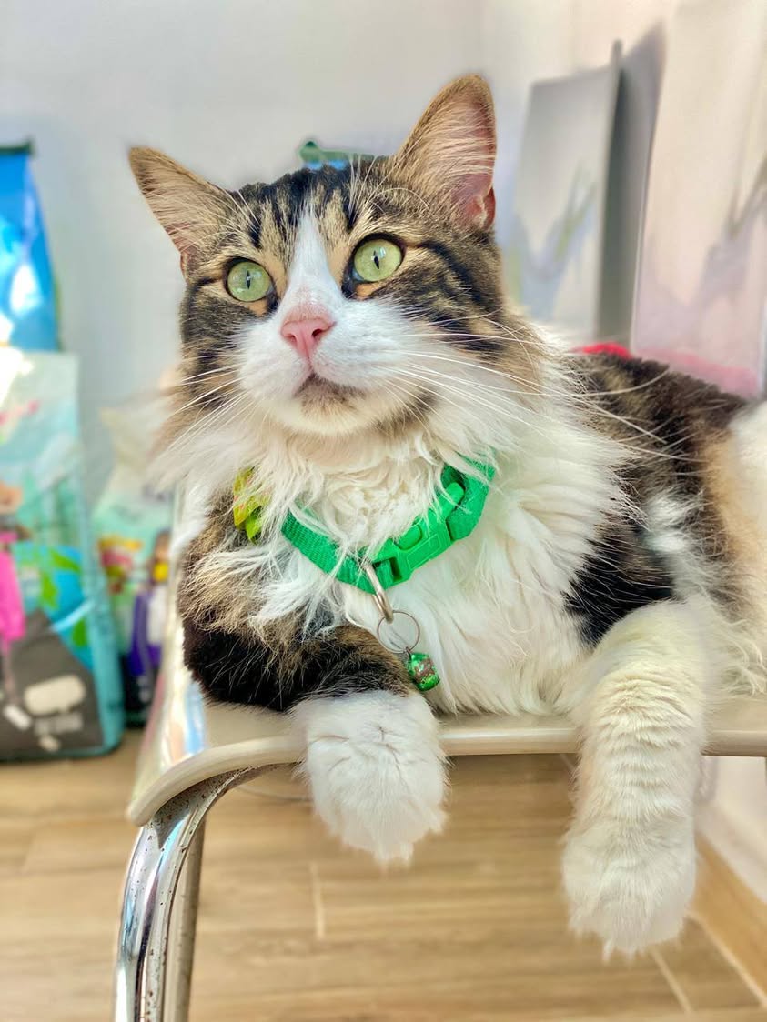 Bonjour 🌞
 Notre adorable pensionnaire...