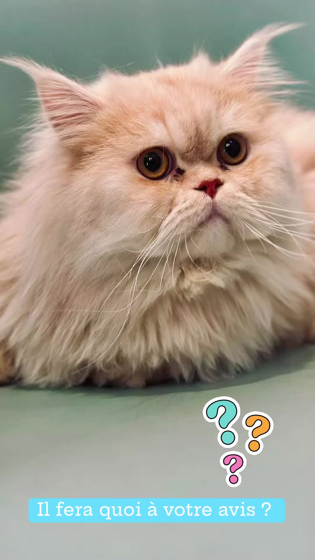 🐾 Nougat a été accueilli à Pawradise po...