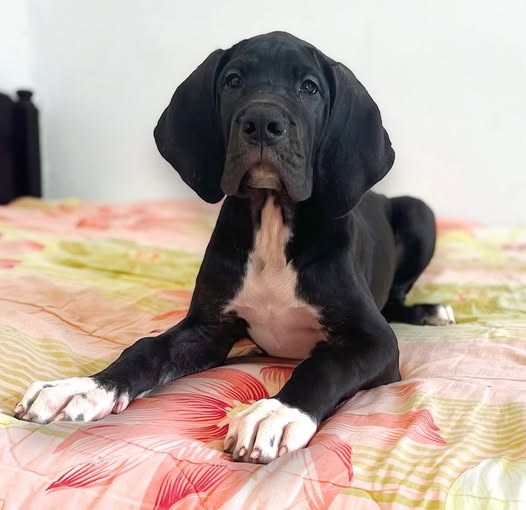 🔥 une femelle Dogue Allemand(noire avec...