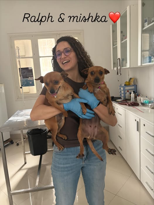 Ralph & mishka ❤️🥰
 #chihuahua #chihuah...