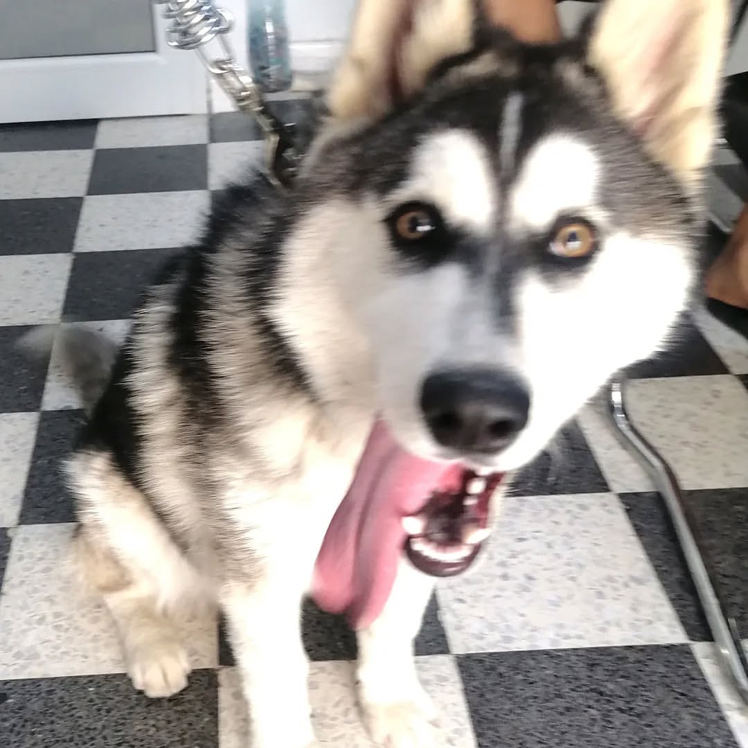 📢 A vendre: un chien husky âgé de 6 moi...