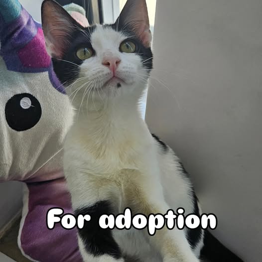 🐾 [À ADOPTER EN URGENCE] 🐾 Un petit cœ...