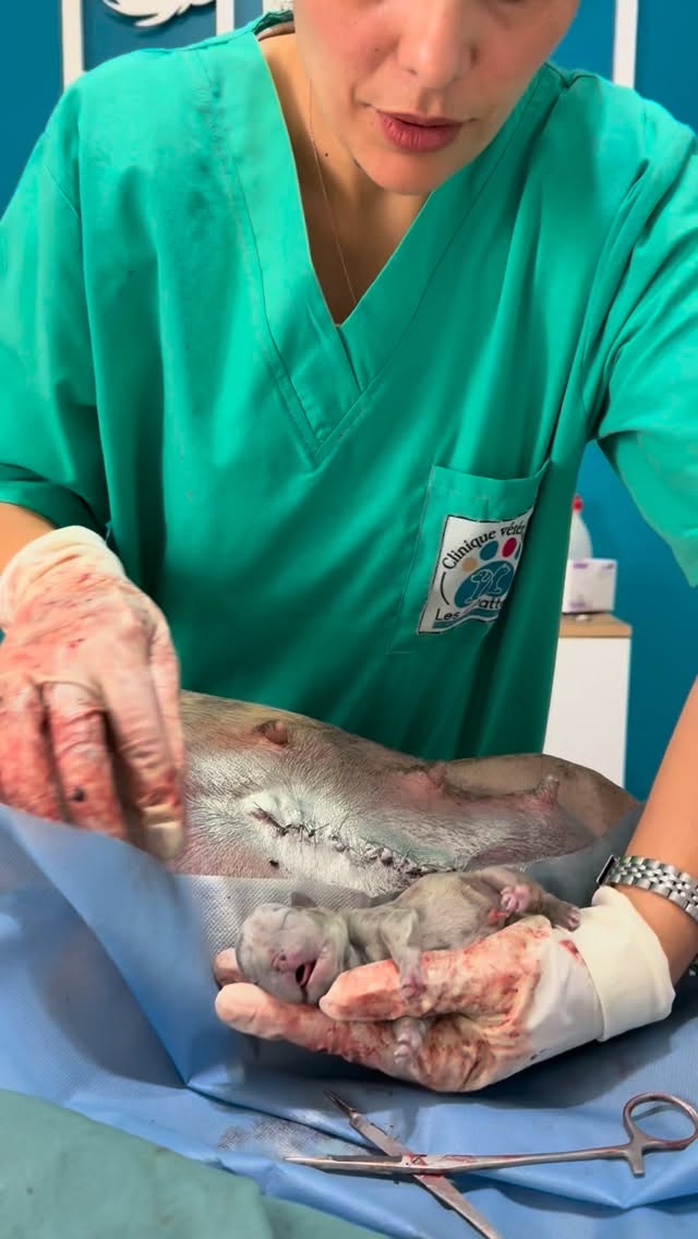 Bec de lièvre (bulldog français) 🐰