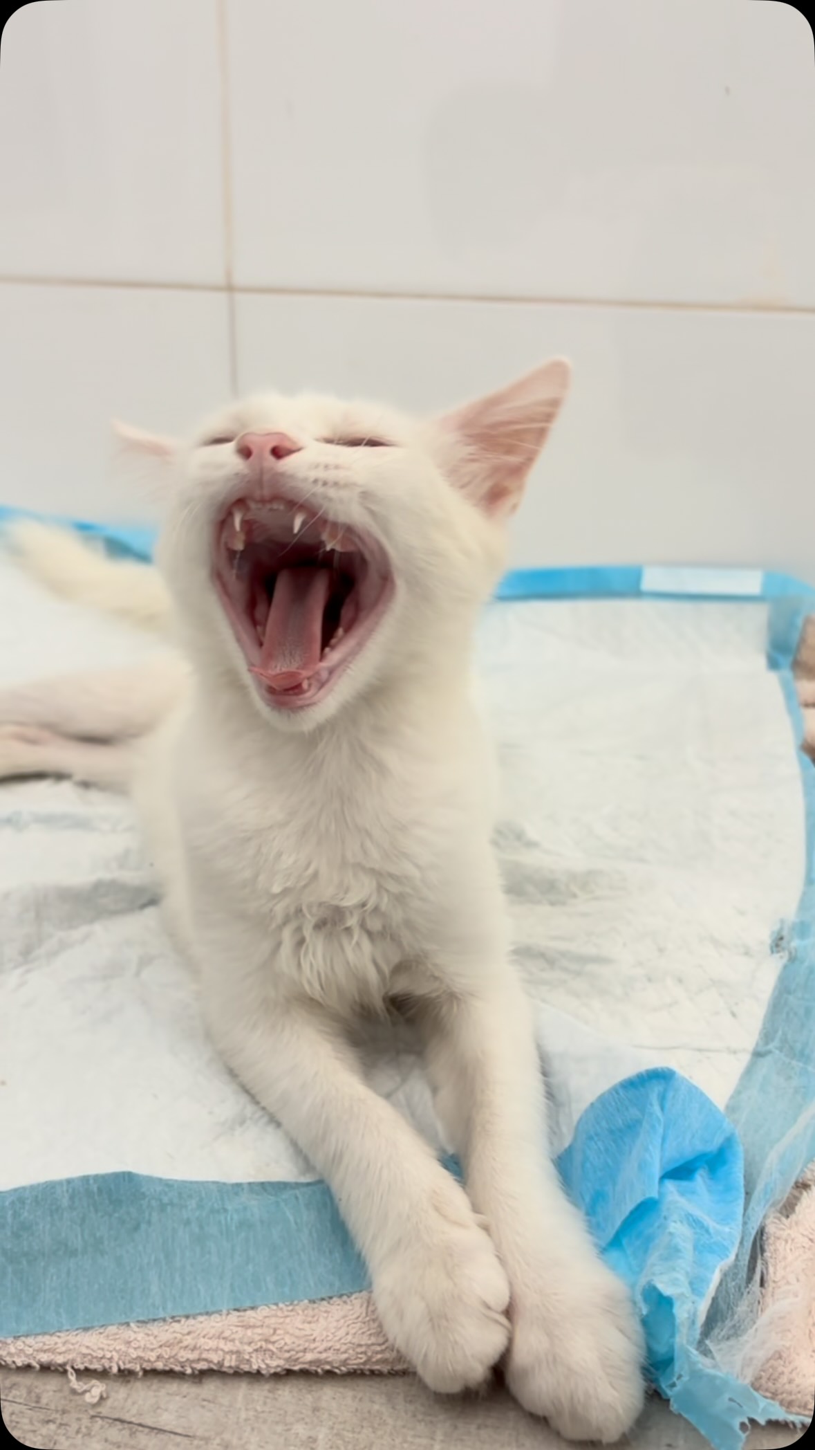 Warning: Extreme cuteness ahead! 🐾🥹

Our tiniest patients always know how to steal the spotlight… and our hearts. 💕🐱

#PawPetsClinic #CuteCat #VetLife #CatLover #FurryFriends