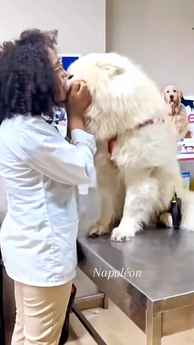 #cutedogs #samoyedpuppy  #beautifuldogsofinstagram❤️❤️❤️❤️❤️❤️❤️❤️❤️❤️❤️❤️❤️❤️❤️❤️❤️❤️❤️❤️❤️❤️❤️❤️ #doglover #cliniqueveterinaire #bardo #doglover🐶 #whitehair #vetlife🐾 #happydog #vaccinschien #cliniqueveterinairebardo #