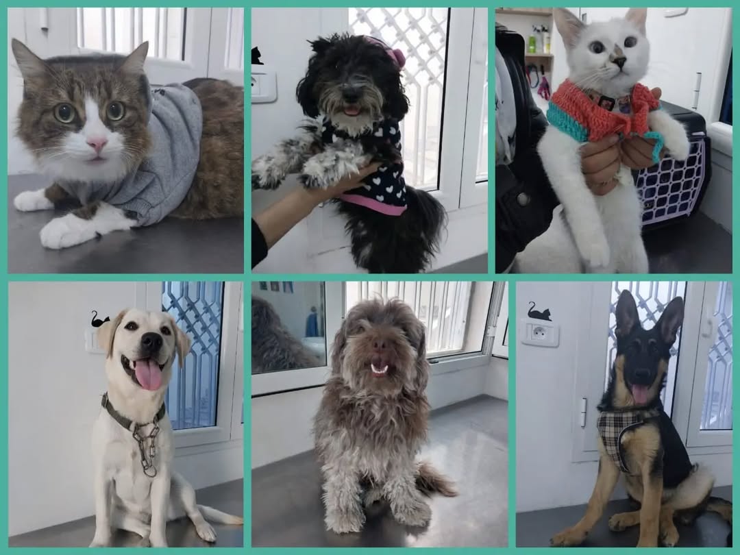 Cabinet vétérinaire Pets' Vet vous souha...