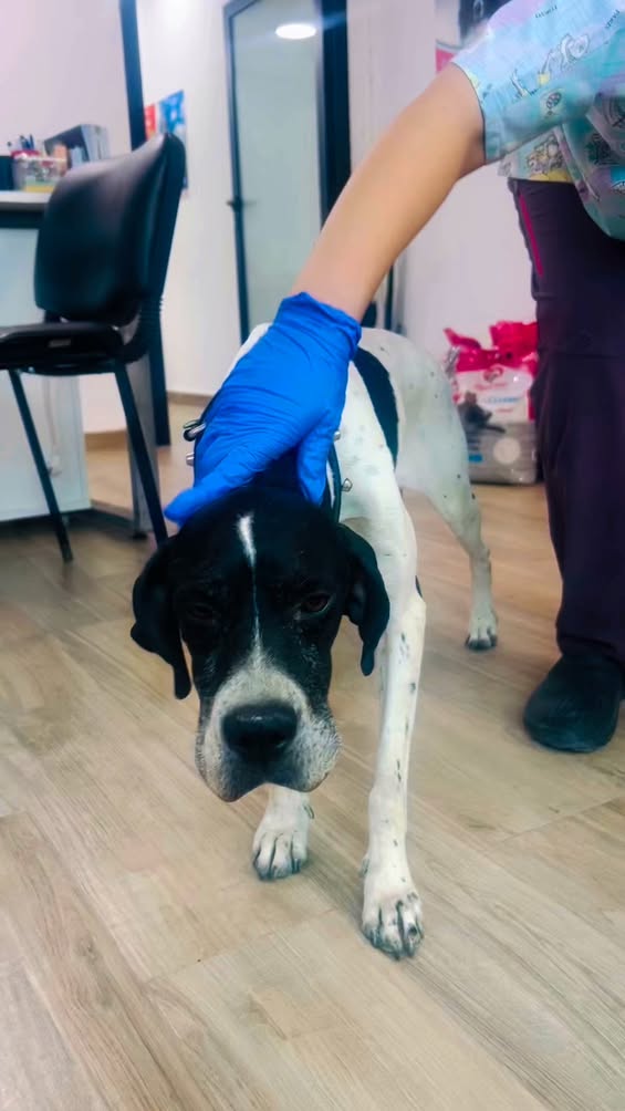 Notre belle chienne de chasse Nirvan 🤍...