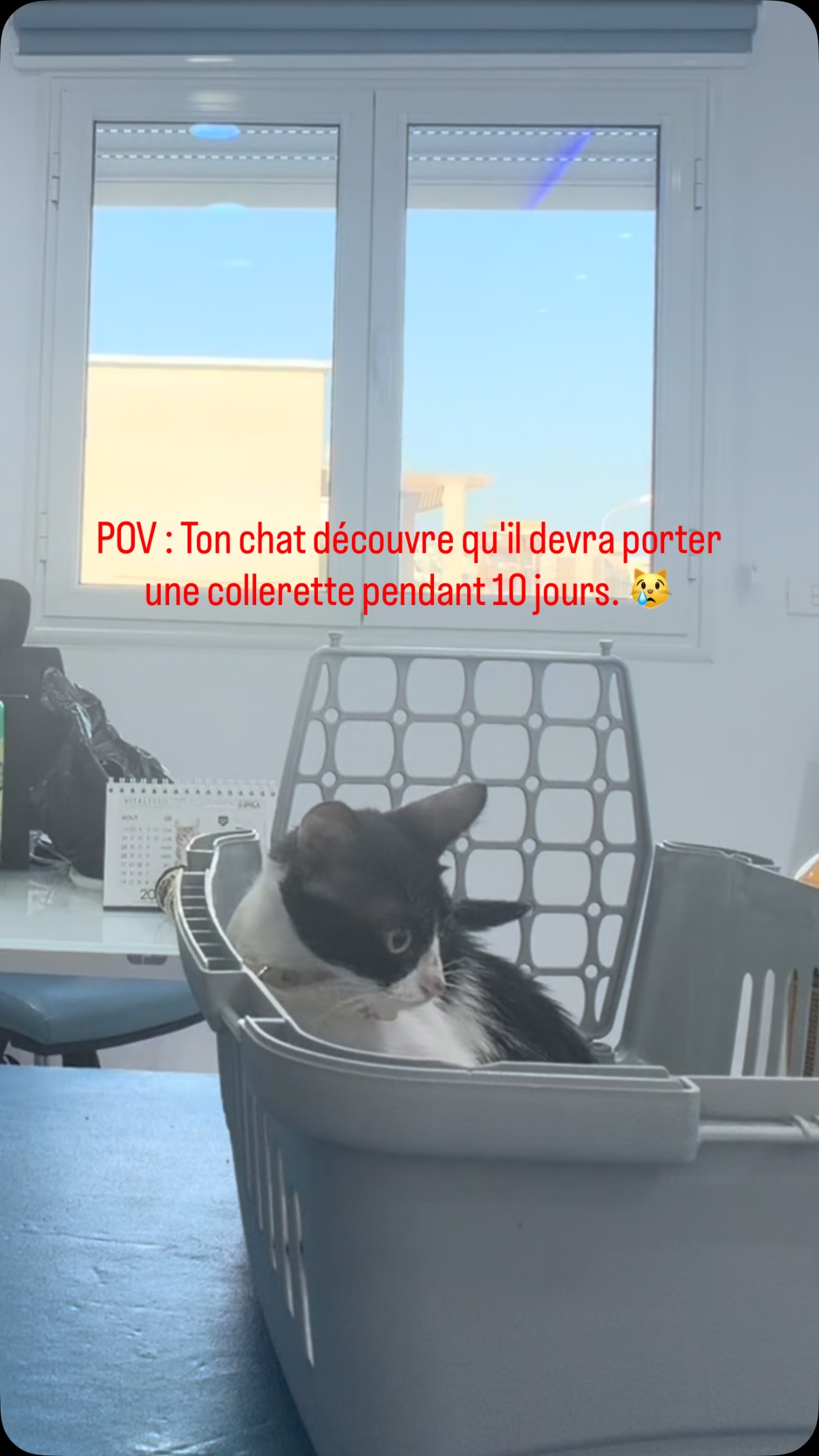 blague à part .... 😆😆

la collerette est souvent un passage obligé, même si elle n'est pas le meilleur compromis chez le chat.

Et vous, comment s'est passé le port de la collerette chez votre chat ? 😸