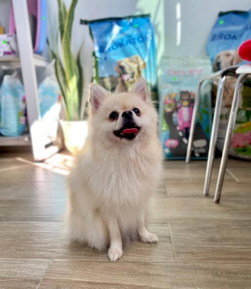 La Diva Lola toute belle toute propre ap...