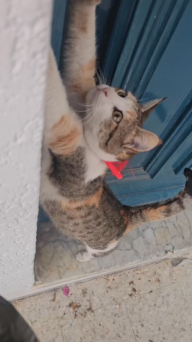 Spend a day with me as a vet 🥰