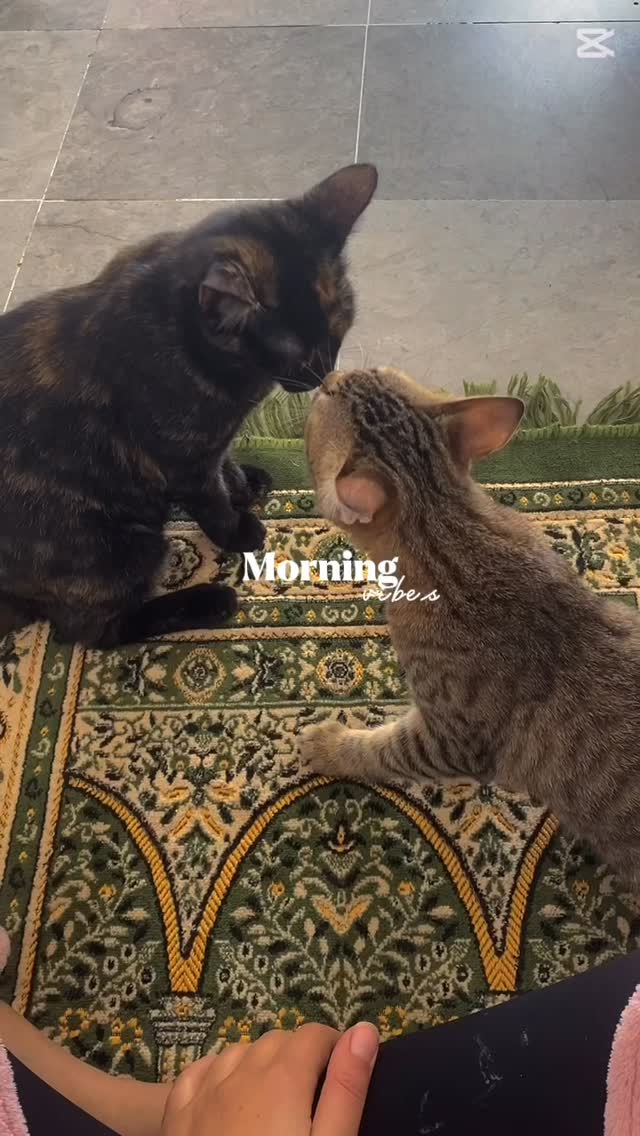 Morning vibes 🌞 #morning #pet #animals...