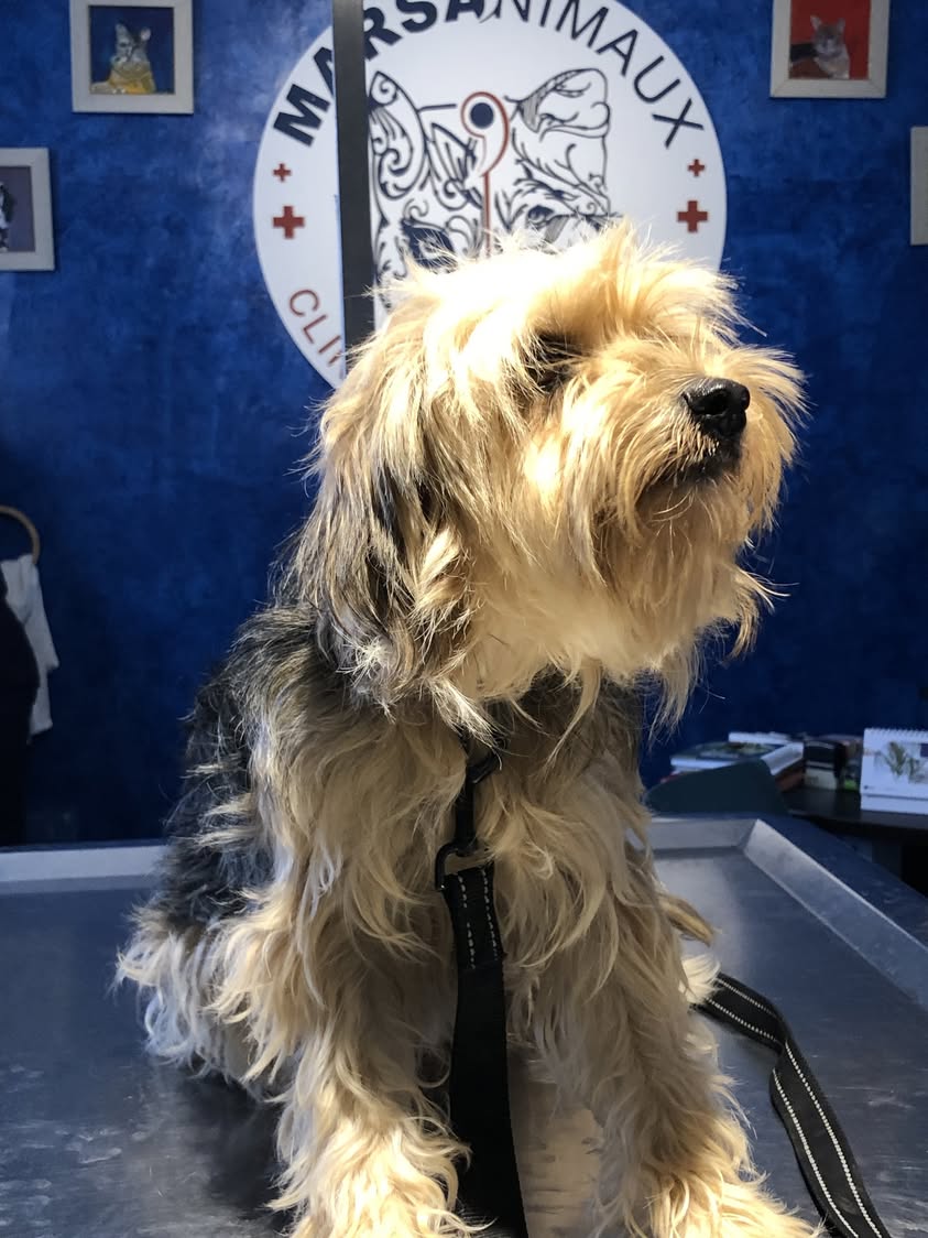 🐾  CHIEN PERDU ! - Aidez-nous à trouver...