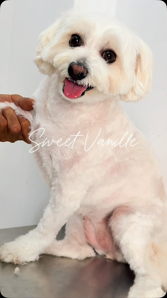 Grooming day for Vanille 🌸✨
 Une petit...