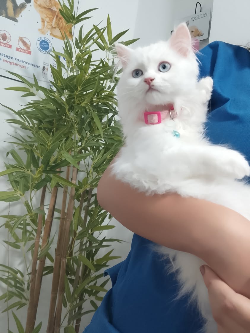 Bon début de semaine les amis 🐱🐶🐴🐇🦮...