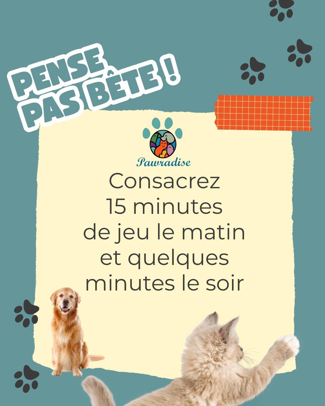 Pourquoi jouer avec votre animal matin e...