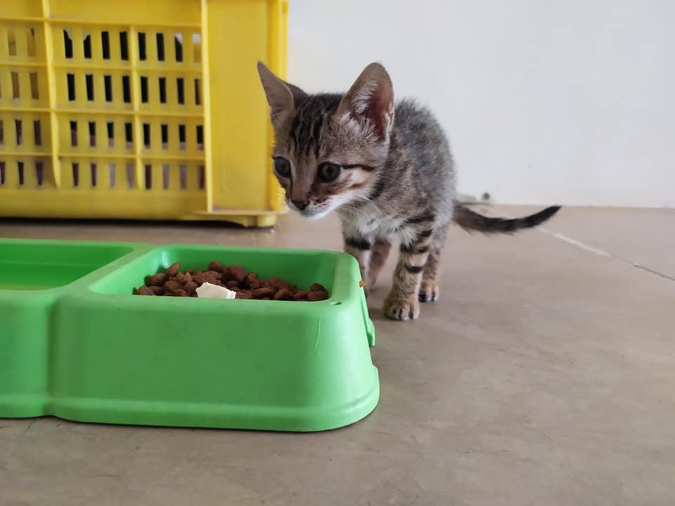 Joli chaton d'environ 2 mois et demi sau...