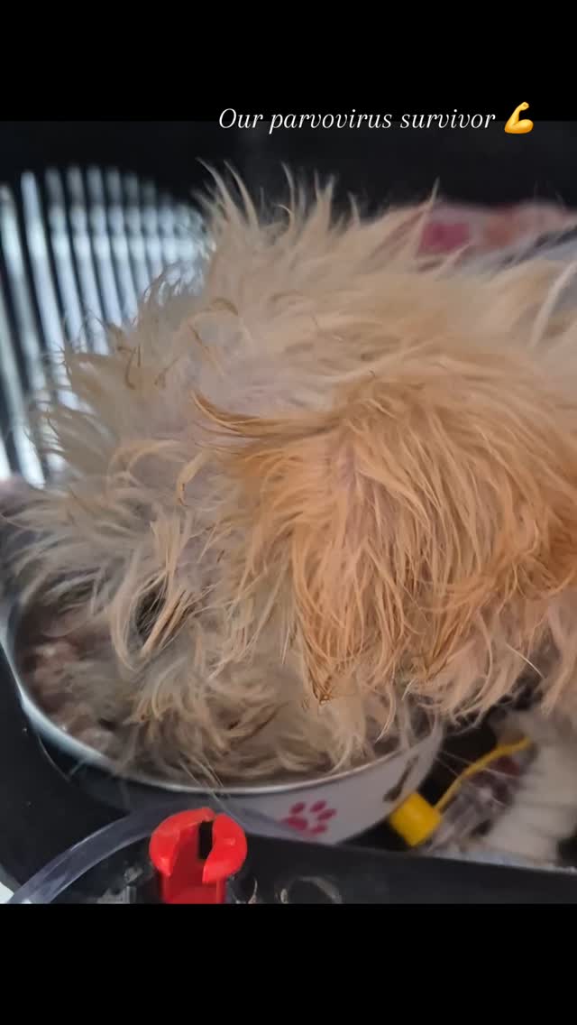 Azien our parvovirus survivor 💪🐾🐕
C'est la saison de la parvovirose , vaccinez vos chiens à partir de 1 mois et demi d'âge afin de les protéger de cette maladie qui :
📍 Est très contagieuse et potentiellement mortelle
📍Touche les chiens au jeune âge 
📍 Entraîne une gastro-entérite très grave

#vaccination #parvovirose #protectionanimale #cliniqueveterinairezootopia