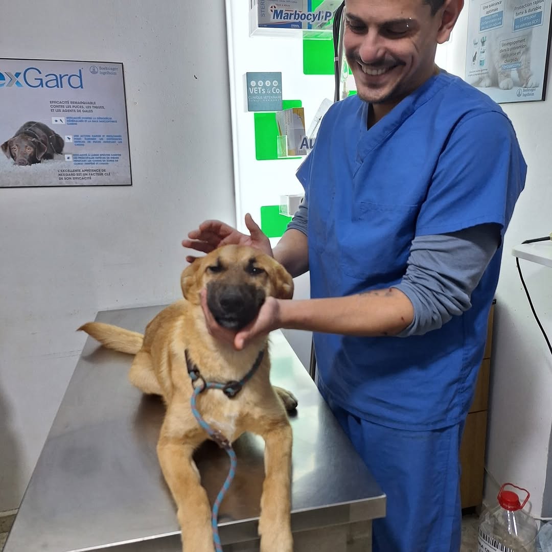 🐶 À l’adoption – Aïcha 🐾
Aïcha est une...