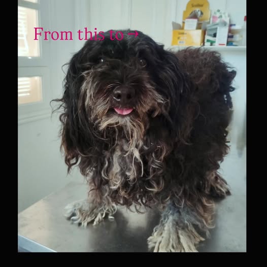 #groomingday🐶✂️🛁  #happydog #relooking...