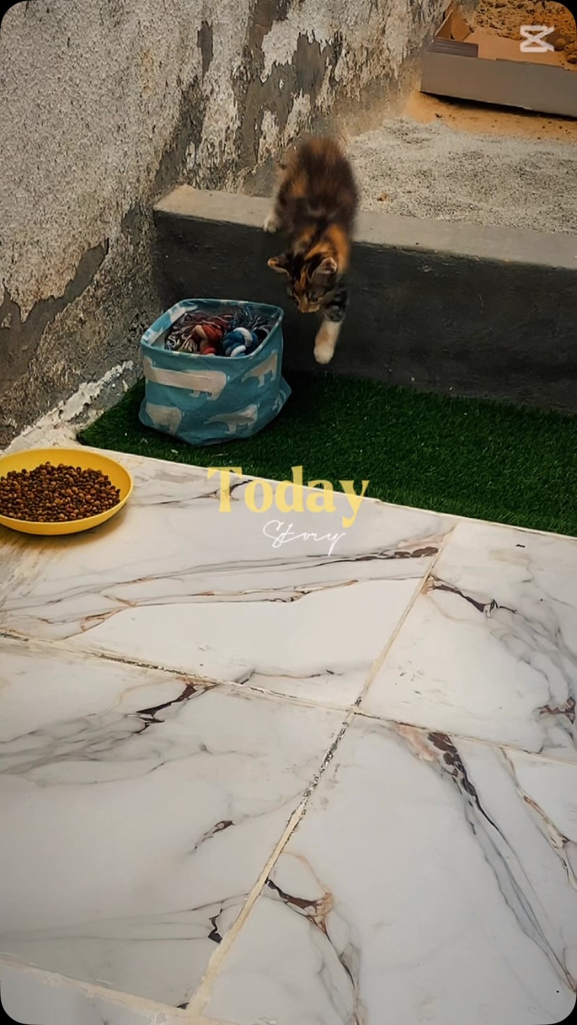 Our regular schedule at the Clinic 🐱 #a...