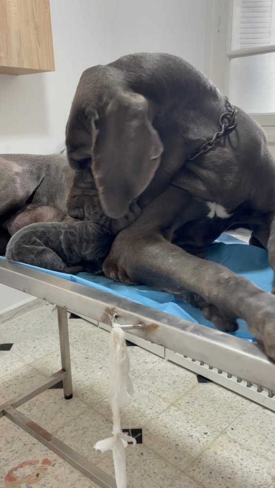 Césarienne de blue 💙