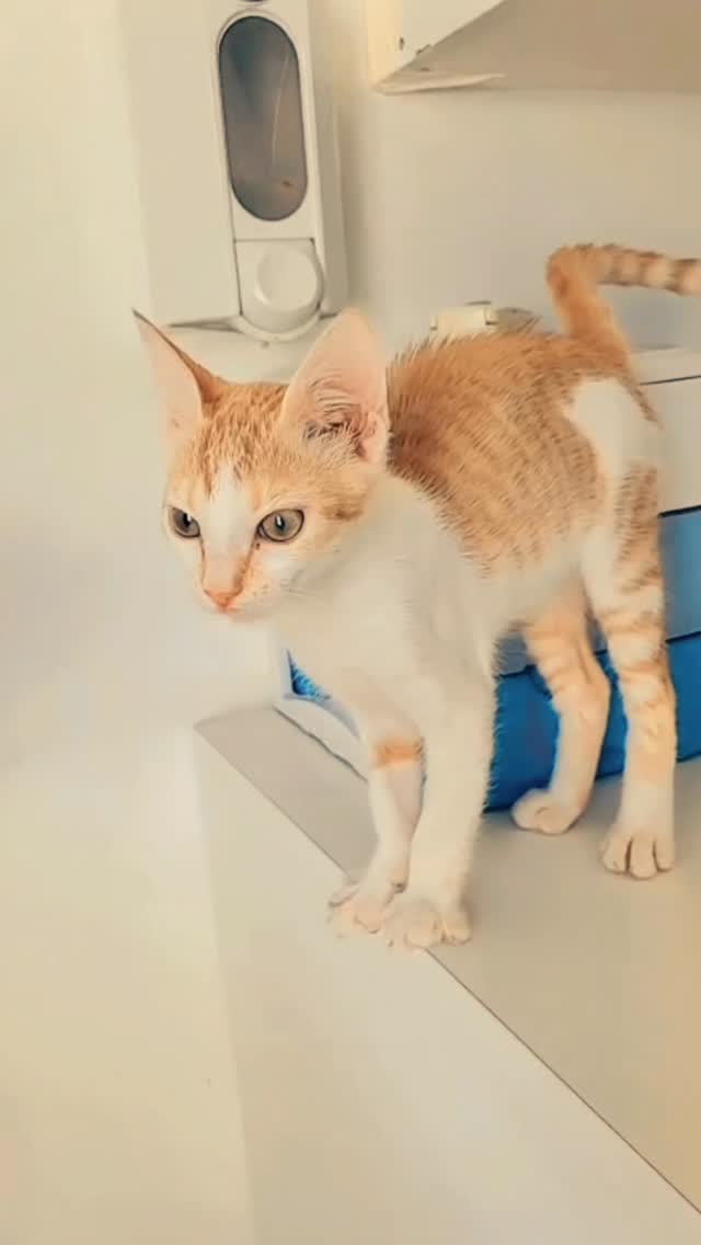 Feyza on the way 🌸

De la rue à un nid...