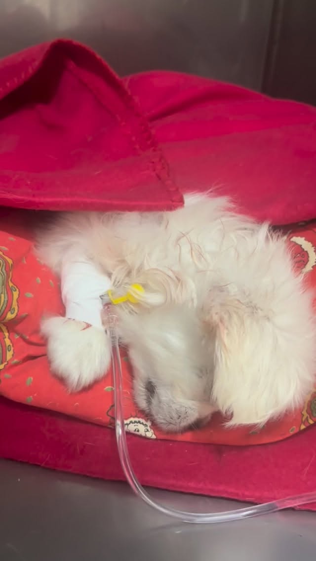 AGAIN and AGAIN : faites attention aux r...