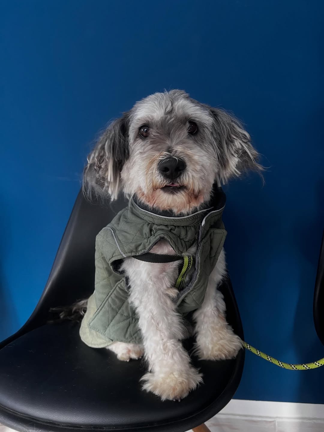 Quand ton rendez-vous veto devient un dé...