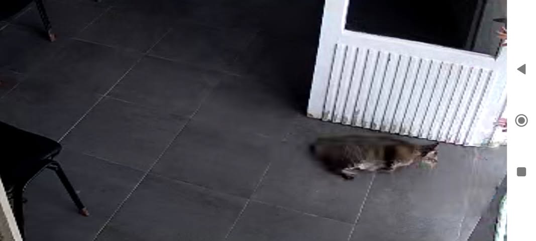 Une chatte femelle d'environ 3 kg de cou...
