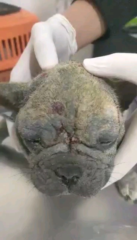 #veterinarian #dermatology #demodex_cani...