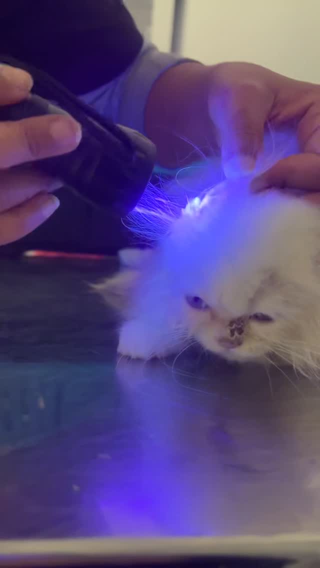 La teigne n’est pas dangereuse si elle e...