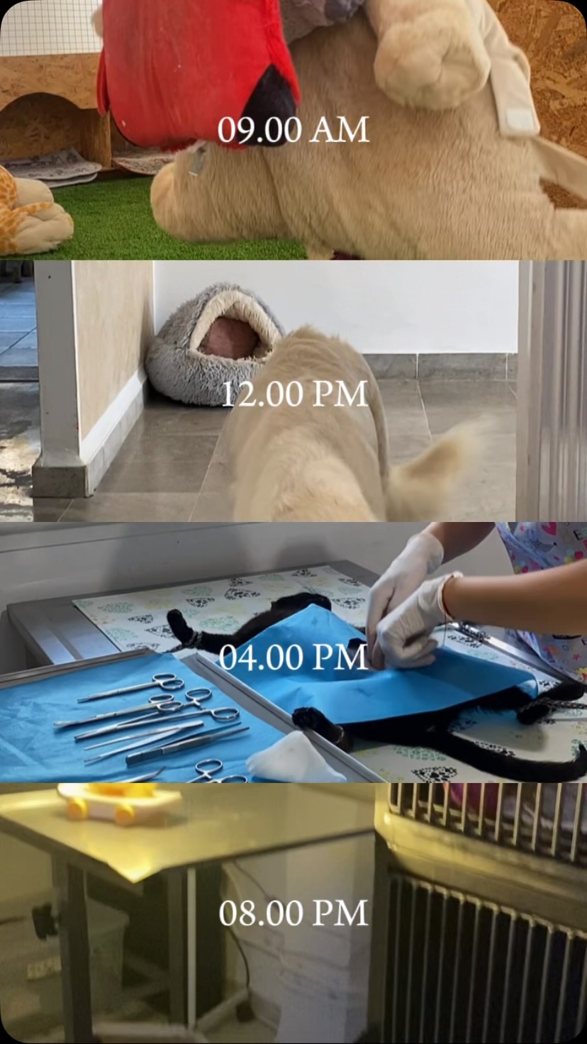A daily routine ♥️ #animal #pet #animals...