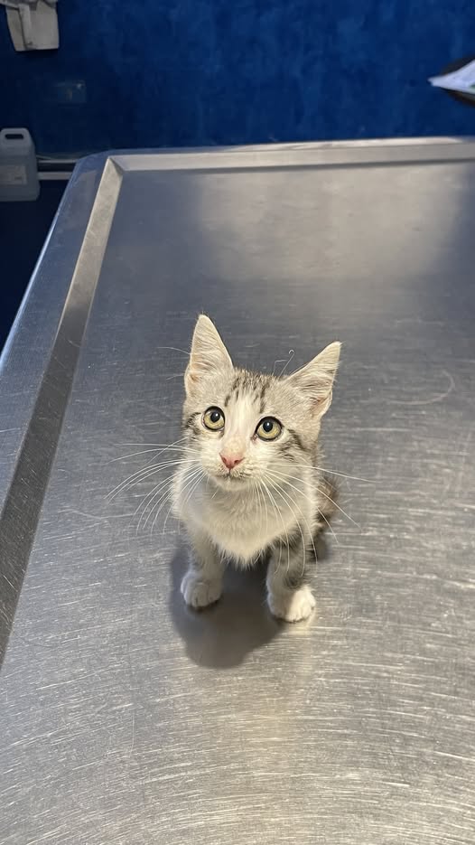 📋 [ADOPTION] – Trois chatons disponible...