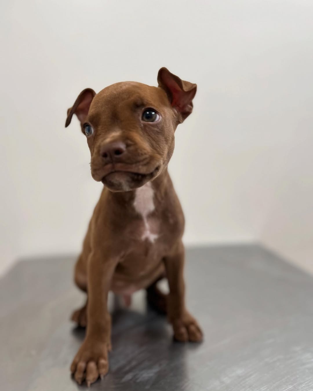 Quelle beauté 🥹 
.
.
.
.
#pitbulllover #pitbullmales #doglover #vetlife #dogslife #pets #peterbeardphotography #animallover #pittbullpets #beauty #vetworlds