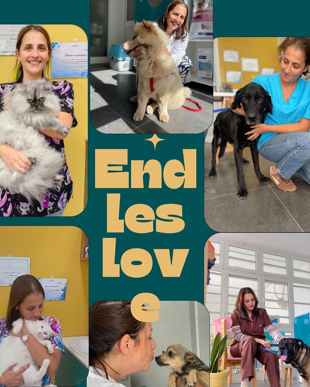 #endlesslove❤️ 🐶🐱