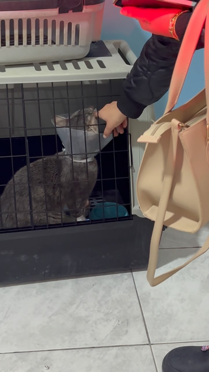 ❇️ Il a été prouvé par des études que les visites d’animaux de compagnie réduisent le niveau de stress des animaux hospitalisés et améliorent les signes vitaux.
❇️ Un animal malade, séparé de ses maitres, subit un stress important, aussi nos assistantes vétérinaires ont pour rôle de le rassurer et de le tranquilliser. Ces petits moments permettent de créer des liens entre l’équipe et votre compagnon.
❇️ Nous assurons une surveillance attentive et rigoureuse. Plusieurs fois par jour les réactions de votre animal sont évaluées, sa température et sa propreté sont vérifiées.
Les animaux mobiles sont sortis deux fois par jour afin qu’il se soulagent.