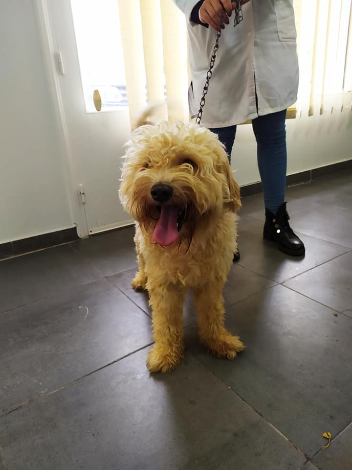 Caniche d'à peu près 2 ans très câlin et...