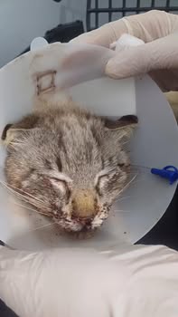 Pas de description disponible