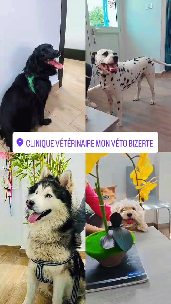 Nos amis à quatre pattes 🐶😸😺😻🐶 ont...