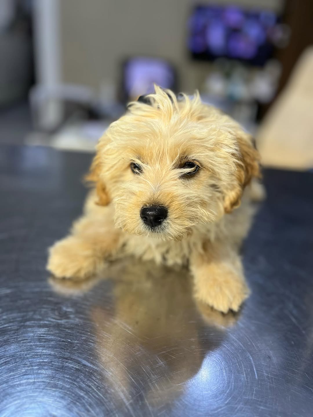 Chiot caniche 3 mois à donner